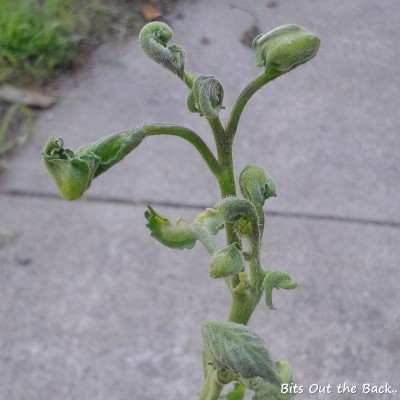 New Leaves On Tomato Plant Curling Up Cromalinsupport